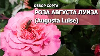 РОЗА АВГУСТА ЛУИЗА (Augusta Luise) | Обзор сорта розы Augusta Luise: характеристики и особенности