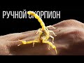 Завел домашнего скорпиона Альберта | скорпион в домашних условиях