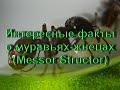 Интересные факты о Муравьях-жнецах (Messor Structor)