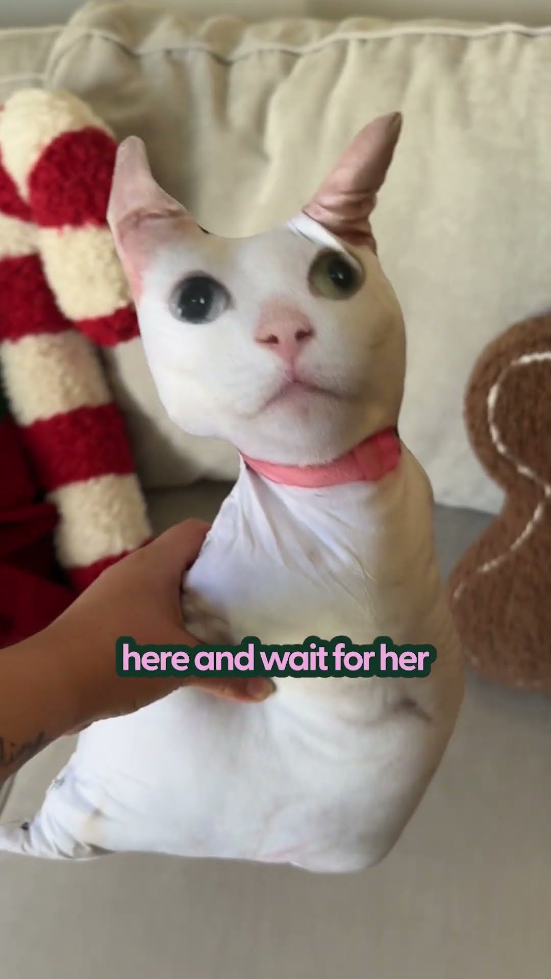 Cat Reacts To Ugly Pillow of Herself | The Pack