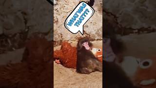 Punch Monkey Naps on Plushie Mom... Someone Wakes Him & He Joins the Tribe