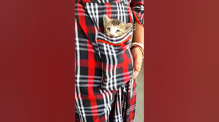 Video 11853801: funny cat purr, kitten baby cat adorable, cat cute kittens adorable, cats collection funny, funny cat steals