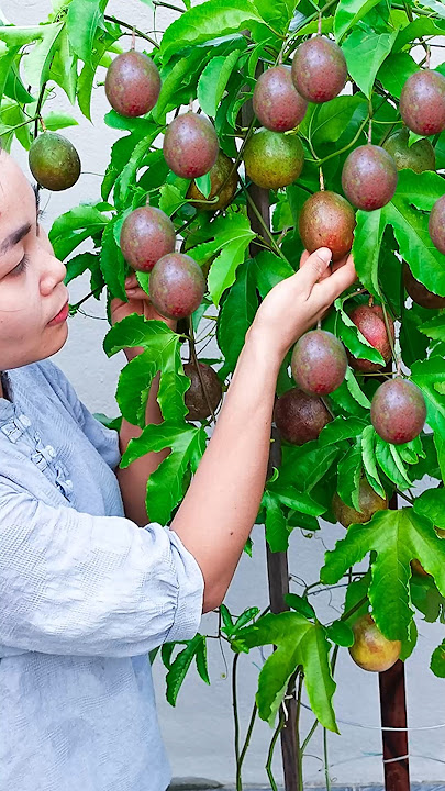 Tips for growing passion fruit at home