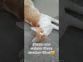 vamos a ver cuántos vieron nuestros videos♥️💔 #cat