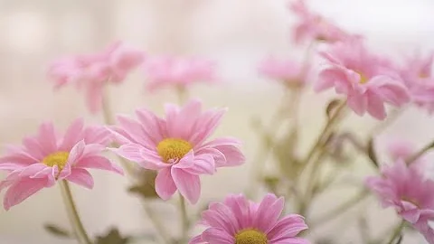 Celebration of Life - Michelle Robertson Oksanen