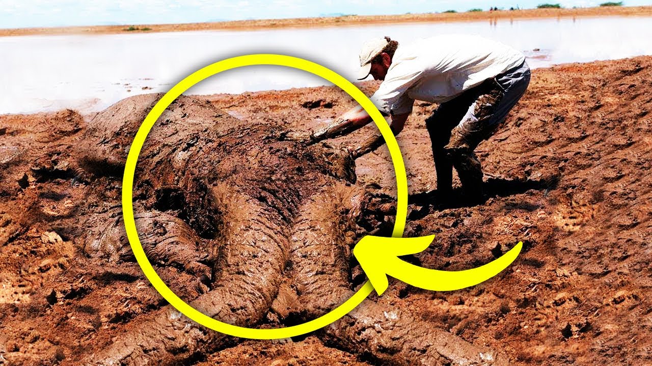 Rischia la vita per salvare un cucciolo di elefante, quello che succede ...