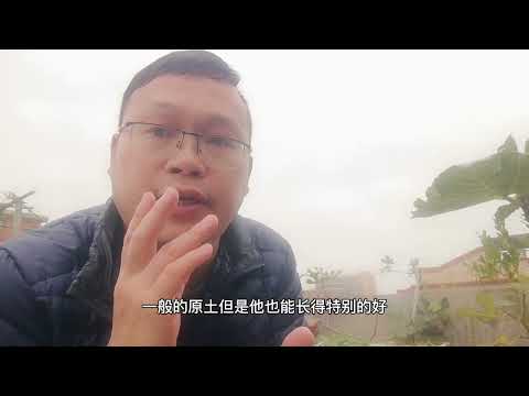 盆栽菜苗，又细又小爱倒伏？原因找到了