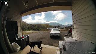 Dog gets dragged out of house by dog on leash and bumps head on metal cabinet (Security camera)