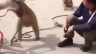 9arda msati chof ohkam