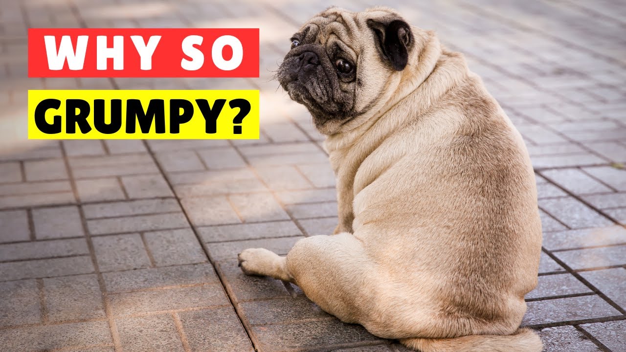 🐶 Why is My Dog So Grumpy? Top 7 Reasons You Need to Know! 🐾 - YouTube