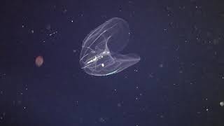Pelagic Magic with Jack's Diving Locker - January 2020