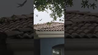 Eurasian Collared Dove Bow and Coo