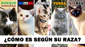 ¿Qué raza de gato tiene la personalidad más dulce?