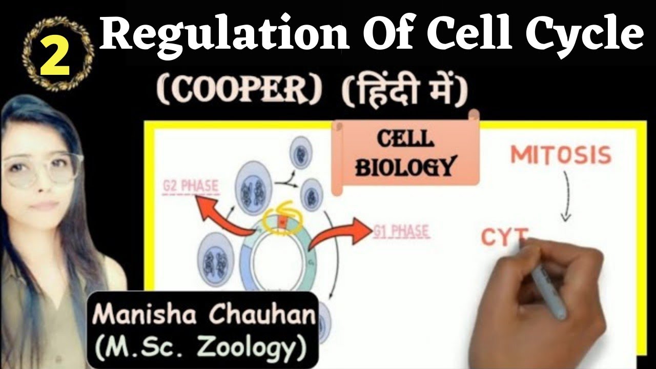 Cell Cycle-2 (Regulation by Cell Growth and Extracellular Signals)