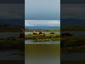 nature #nature #shorts #trending #1m #beautiful