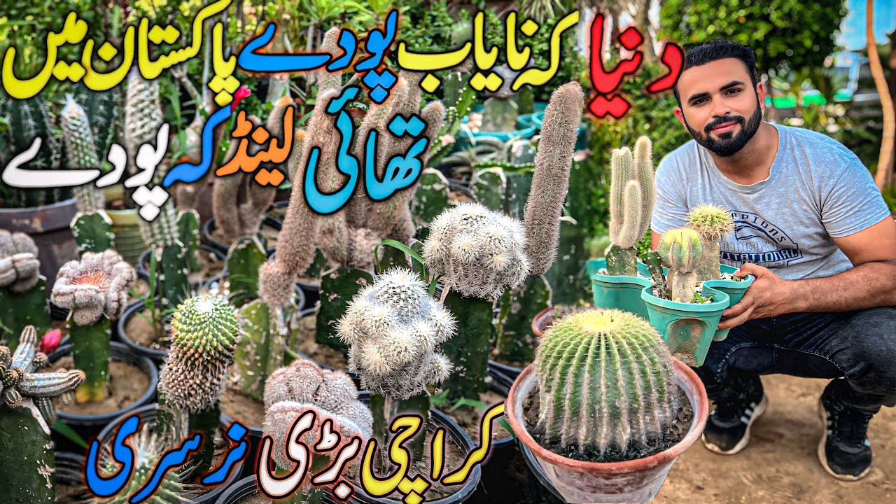 Karachi Nursery  Mein Thailand Ke Poday Pakistan Ki Largest Nursery #nursery #viralvideo #mrhow#yt