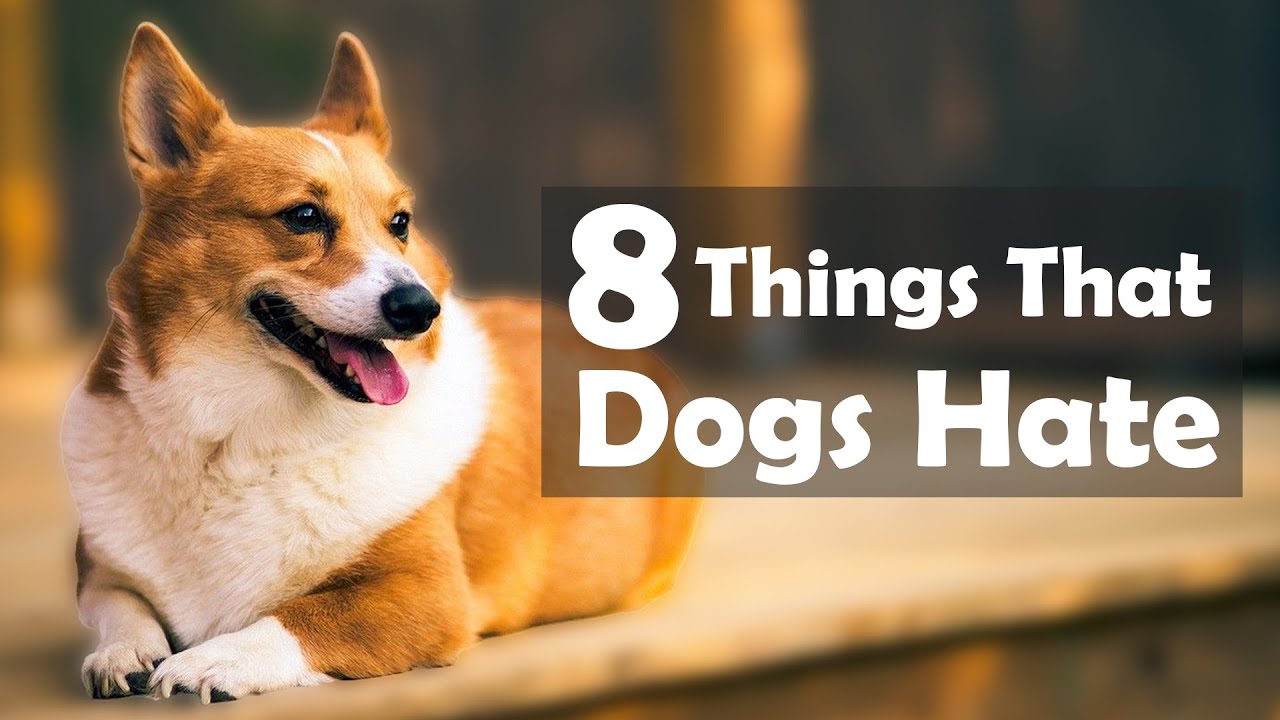What Foods Do Dogs Hate