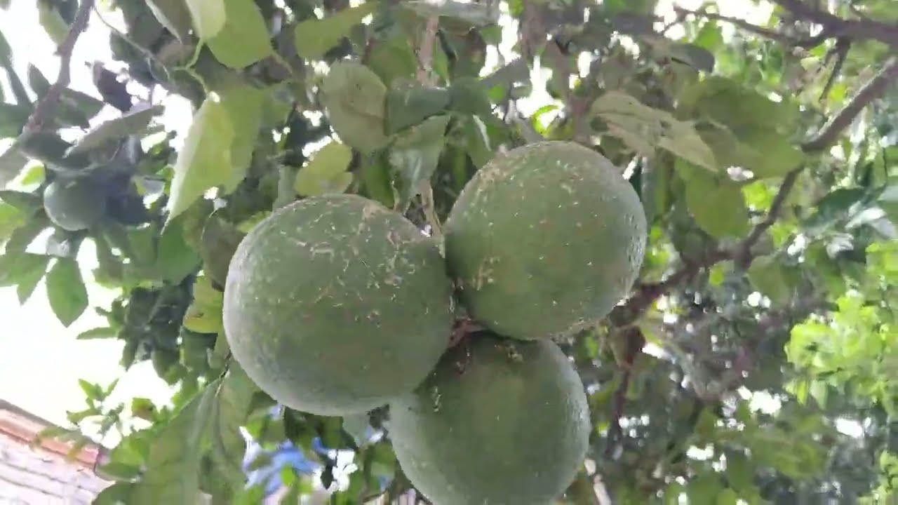 Quintal com# árvores frutíferas e galinhas 
