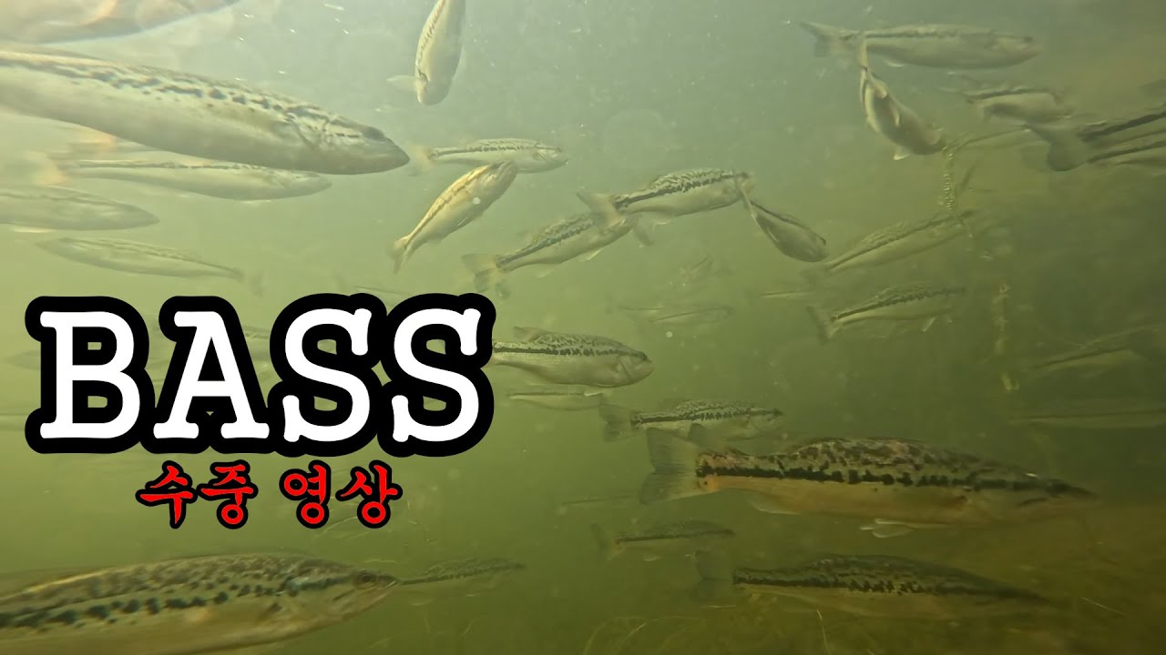 Bass underwater video 배스 수중카메라 영상 #배스낚시 #fishing #fishingvideo #bassfishing #bass #수중카메라