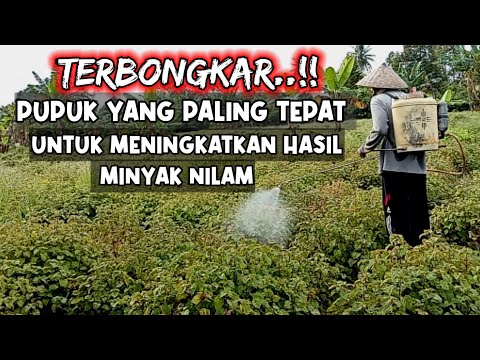 RAHASIA MENINGKATKAN HASIL MINYAK NILAM DENGAN 1 JENIS PUPUK | Pupuk Magnesium