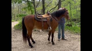 "BUSTER" CAN BE SEEN AT WWW.HORSEZIP.COM ONLINE HORSE AUCTION