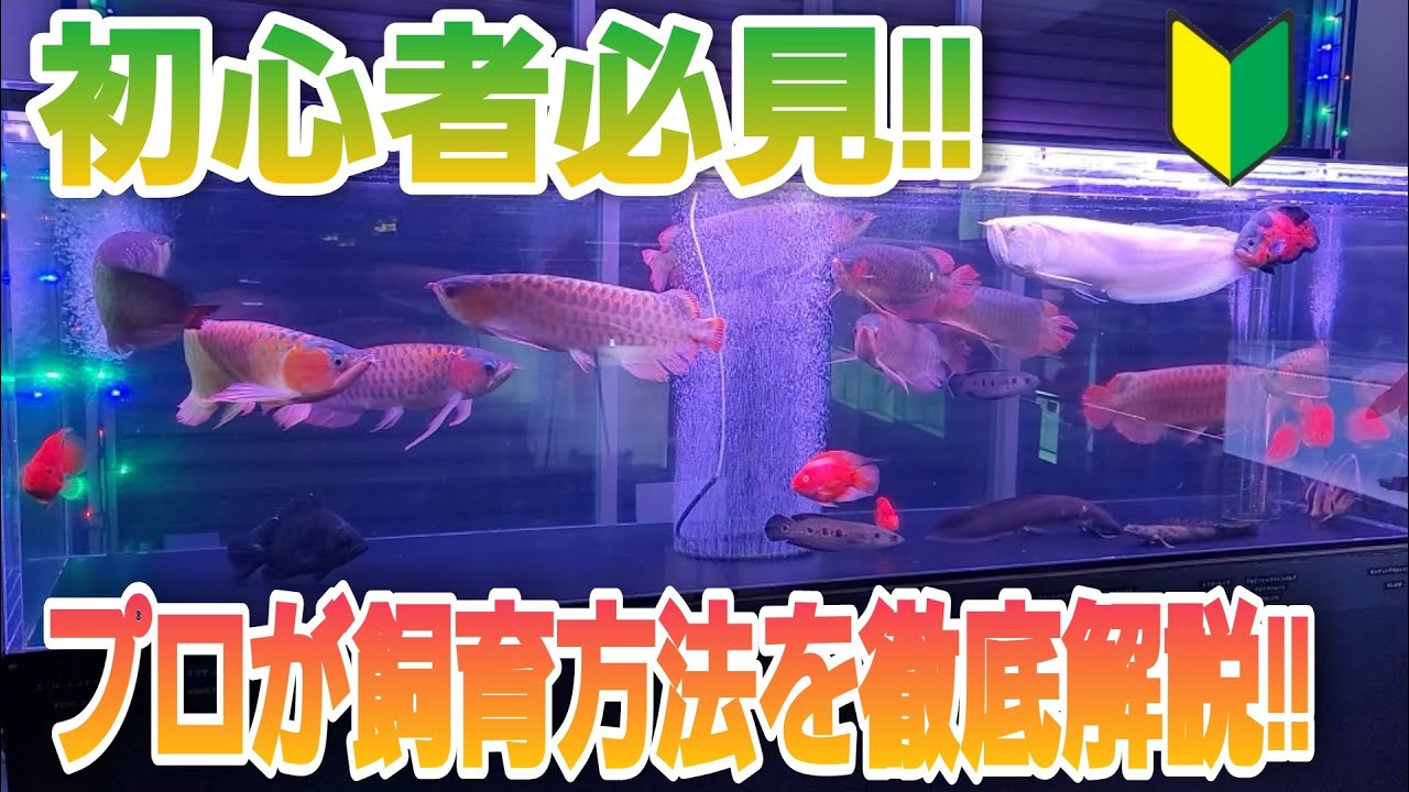 初心者必見 アロワナの飼育方法をプロが徹底解説 Aquarium アクアリウム アロワナ 大型魚 Youtube