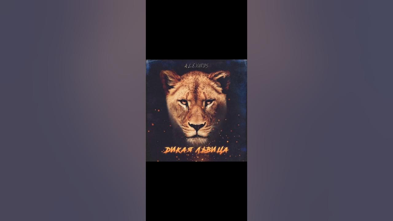 дикая львица ты моя царица. дикая львица трек. львица. алекс и рус дикая львица. дикая львица ты моя царица.