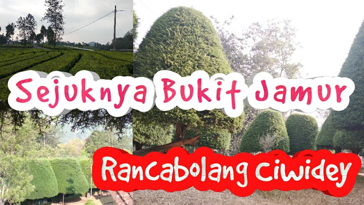 Wisata Bukit Jamur Rancabolang  Ciwidey Bandung Jawa  Barat  