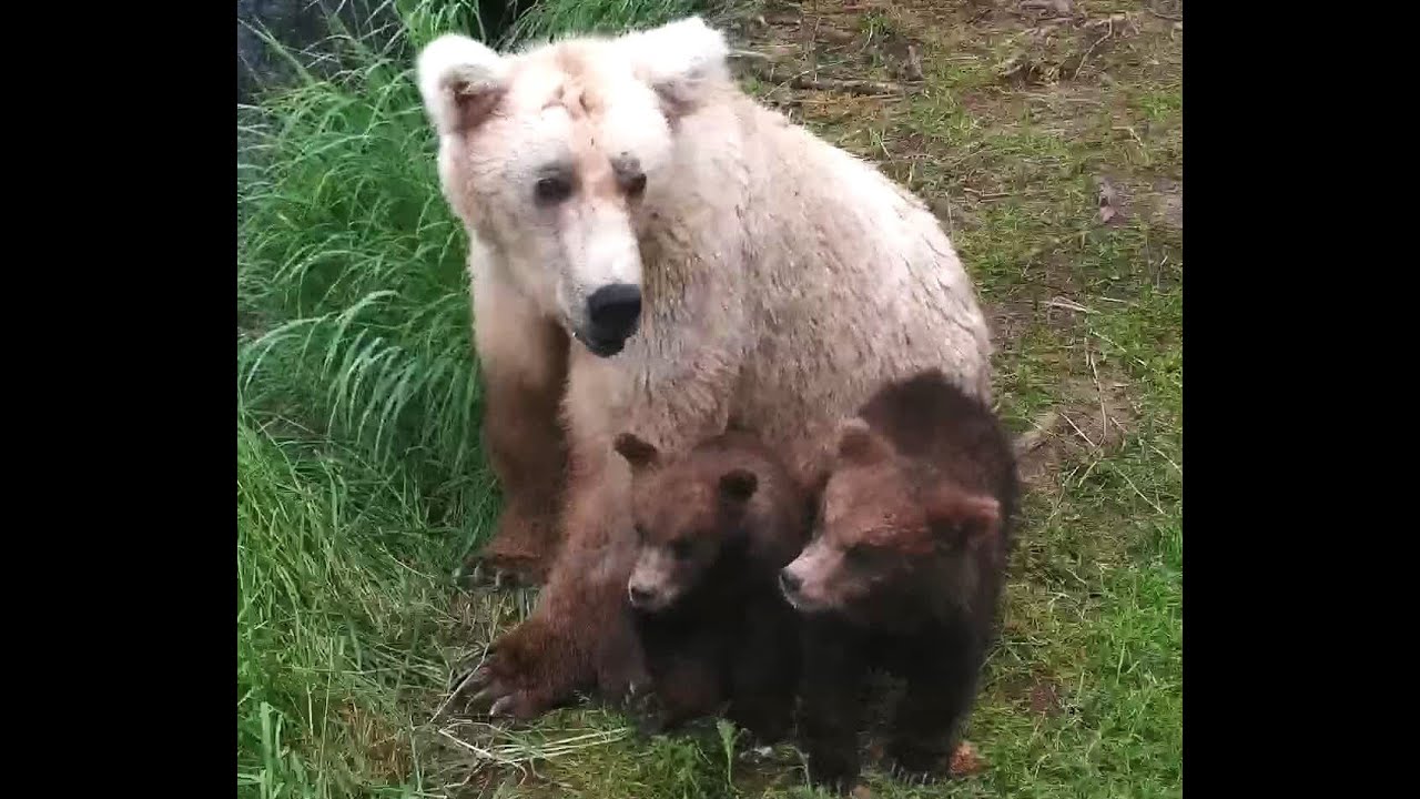 Tribute To 128 Grazer's Small Cub 2024 Explore Org 1