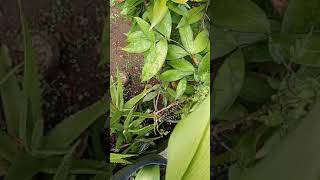 Download Lagu kupu-kupu ijo aja berduaan (JOMBLO JANGAN NONTON) #shorts MP3