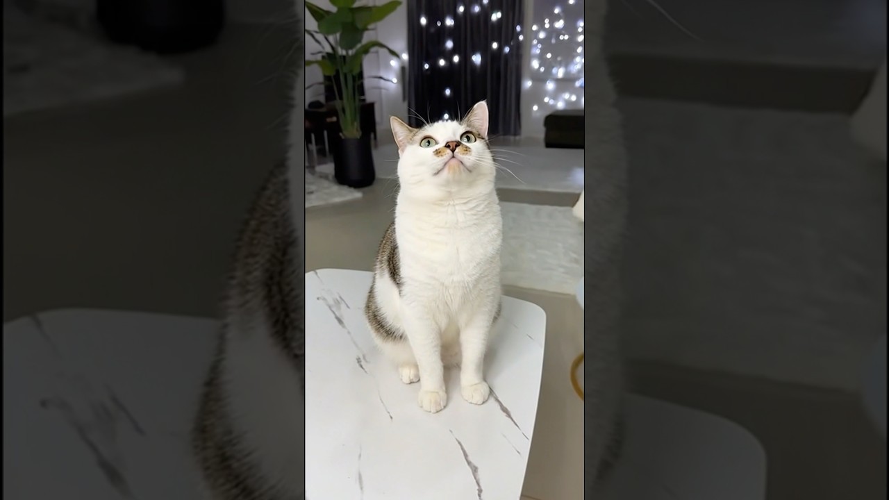 🔥 Shell shocked. Literally. 🙀 