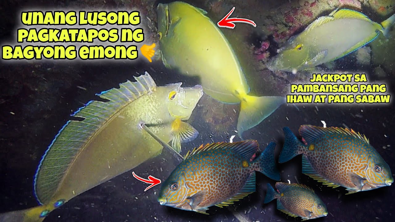 eps.379 UNANG LUSONG PAGTAPOS NG HAGUPIT NI BAGYONG EMONG🤙 #fishing #seafood #fish #kapanatv #viral