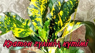 видео: Кратон гүлінің күтімі.Қалай су ішеді. Кратон қандай гүл.Түрлі гүлдер күтімі.Үй гүлдері.Гүлдер әлемі. картинка: Кратон гүлінің күтімі.Қалай су ішеді. Кратон қандай гүл.Түрлі гүлдер күтімі.Үй гүлдері.Гүлдер әлемі.