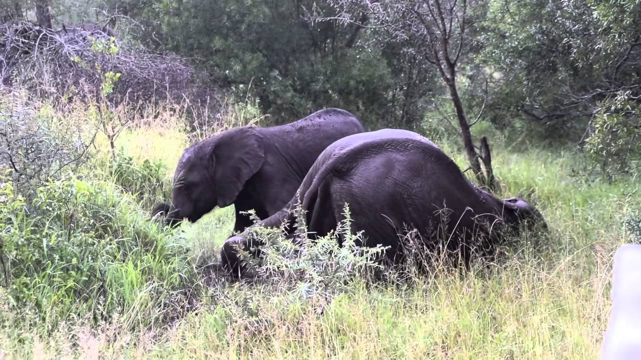 Playful Elephants (Drunk On Marula Fruit) At 00:35