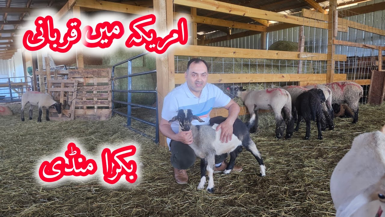 Madina Farm Zabiha Halal Virginia Qurbani in USA YouTube