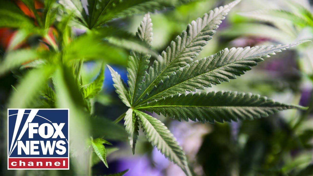 Have marijuana studies been tainted by industry funding?