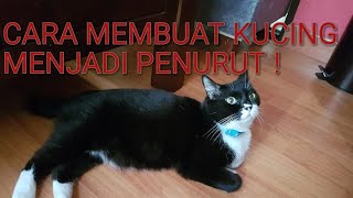 Cara Membuat Kucing Nurut