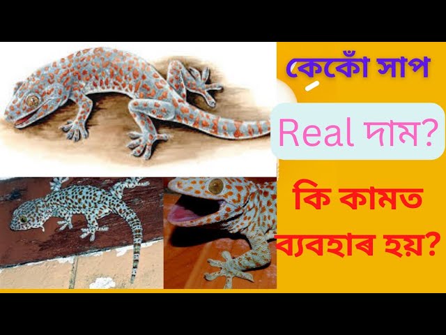 কেকোঁ সাপ । tokay gecko explained in Assamese ।। keku hap ki kamot lage aru dam kiman?😱😱 class=