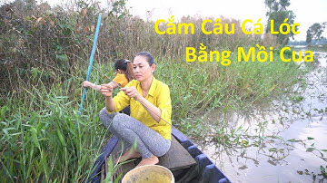 577 / Cắm Câu Cá Lóc Bằng Mồi Cua Dính Toàn Cá To