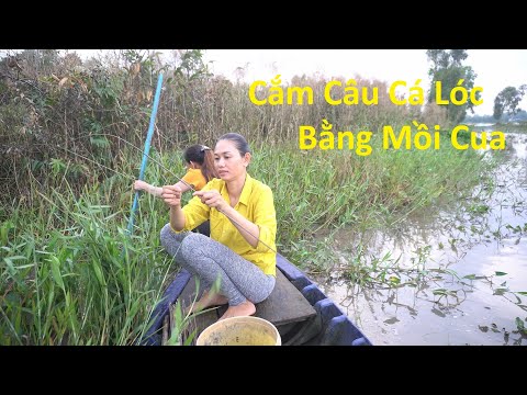 Video 577 / Cắm Câu Cá Lóc Bằng Mồi Cua Dính Toàn Cá To - youtube