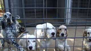 ENGLISH SETTER  PUPPIES 3 MONTHS OF ENGLISH ANGELS KENNEL