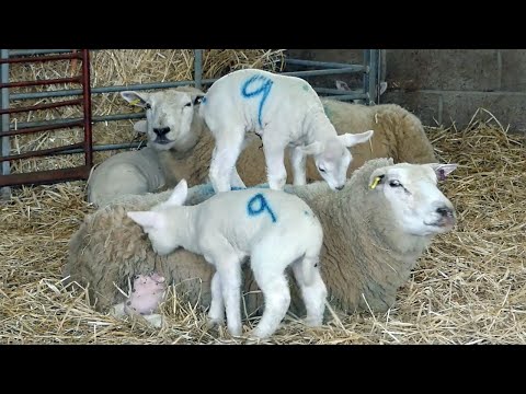 Part 1 Lambing on a small 35 acre Welsh farm. Why sheep are tagged? Bottle milk for lambs.