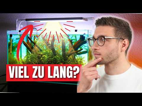Aquarium lighting: How long do you need to light your aquarium? - Aquariums for beginners