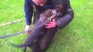KNPV bitework  dutch shepherd Mo 12 weeks old @  decoy Klaas Evers