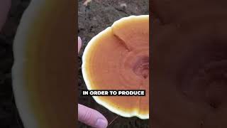 Mushrooms that need LIGHT to grow