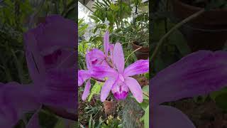 #shorts Cattleya in bloom!  #orchids #orchidgrowers #orchidcare