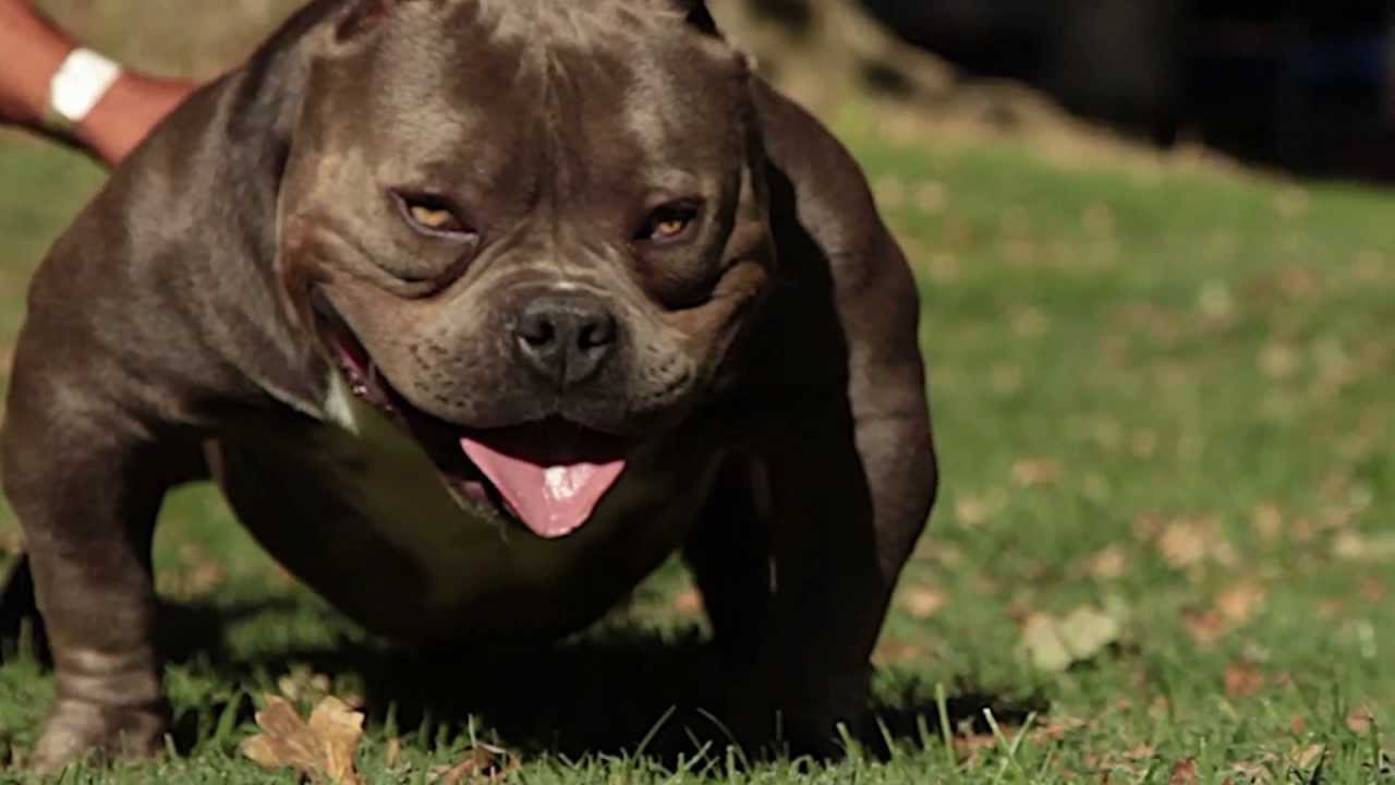 pitbull exotic bully