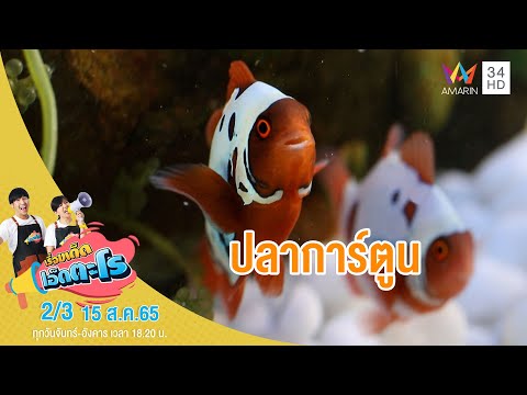 การเพาะเลี้ยง 'ปลาการ์ตูน' | เรื่องเด็ดเอ็ดตะโร | 15 ส.ค.65 (2/3)