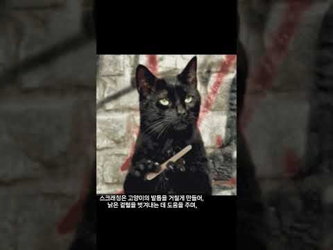 고양이가 스크래칭 하는 이유  #고양이 #shorts  #고양이집사 #고양이영상 #집사 #고양이의 #고양이스크래쳐