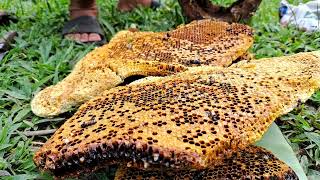 Build New Homes For Hardworking Bees Tropical Forest Bees